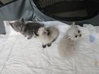 Babykatzen