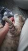 Scottish Fold, 4 Jahre alt und kastriert