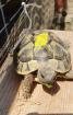 Griechische Landschildkröten NZ 2024