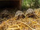 Griechische Landschildkröten (Testudo hermanni) Nachzuchten aus 2024, 2024 und 2