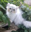 Perser Kitten 