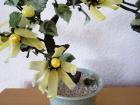 Handarbeit! Edle dekorative Pflanze aus Porzellan incl. Topf € 35 , 00