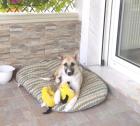 Lolita sucht ein passendes Zuhause