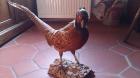 Dekorative präparierte Tiere