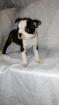 BOSTON TERRIER WELPEN