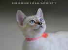 Bengal Katze Kitty (13 Wochen alt Abgabebereit)