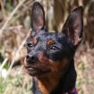 PRIMA PETZY - Rehpinscher - 2 Jahre - Tierhilfe-Franken e.V.