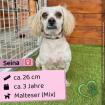 Seina (w), 3 Jahre, 26 cm, Slowakei