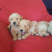Golden Retriever Welpen aus familiärer Hobby-Zucht