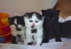 Reirassige Schwarz und weiß BKH Kitten