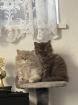 Britische Katzenbabys