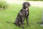 JOE FRITZ  -  männlich  2 Jahre  63 cm  32 kg  Weimaraner  Gechipt