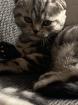 Reinrassigen Britisch-Kurzhaar-Katzenbabys, Farbe: black silver tabby classic