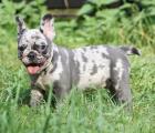 Französische Bulldogge Welpen in seltenen Farben
