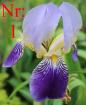 Biete: Verschiebene Schwertlilien (Iris). Blumen.