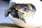 Griechische Landschildkröten