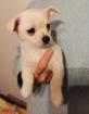 Zuckersüßer weißer Pomchi Welpe Pomeranian Chihuahua Zwergspitz Mischling Mix