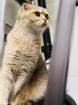 Scottish Gold Katze & kater