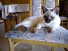 Siam Thai Deckkater gesucht / geimpft + getestet
