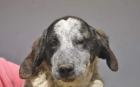 Colette sucht ein passendes Zuhause