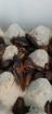Argentinische Waldschaben Blaptica Dubia