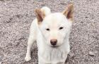 Yui - Shiba Inu-Mischling - lieb, verspielt