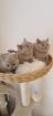 Bkh- kitten Bkh-kitten