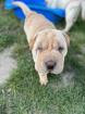 Shar Pei Welpen zu verkaufen