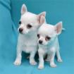 CHIHUAHUA Welpen zur Annahme