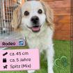 Rodeo (m), 5 Jahre, 45 cm, Slowakei