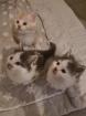 Reinrassige Maine Coon Kitten