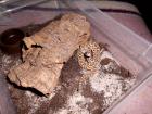 1,1 Sistrurus c. tergeminus