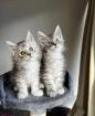 Süße Maine-Coon-Kätzchen zur Adoption