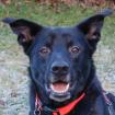 BLACK CONAN - Mischling - 4 Jahre - Tierhilfe-Franken e.V.