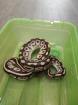 2 Köpy (Mojave)1.1 Inkl. Terrarium und zubehör