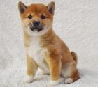 Niedliche Shiba-Inu Welpen suchen liebevolles Zuhause!