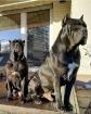 CANE CORSO