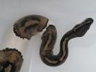 0.1 Python regius Piebald Königspython Weibchen