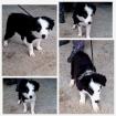 Bordercollie sucht ein Zuhause