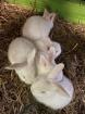 5 Babyhasen 