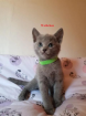 Kitten Russisch Blau reinrassig