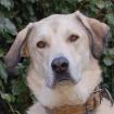 Zimtschnecke - weiblich  4 Jahre  78 cm  47 kg  Kangal-Mix Gechipt Kastriert