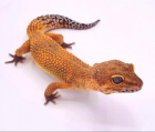 Leopardgecko Manderine Tangerine Weibchen von 2024