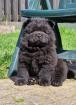 Schwarze Chow Chow Welpen