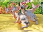 Kanadische Sphynx Katzenbabys