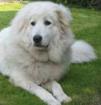 Pyrenäenberghund 1,5 Jahre