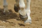 Pferd sucht Reiter/in