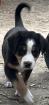Schweizer Sennenhund