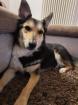 Mischlingsdame sucht neues Zuhause