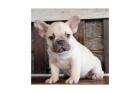 Mooie Franse bulldog voor nieuw huis.